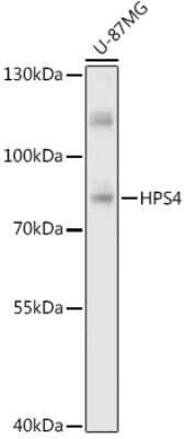 Western Blot: HPS4 AntibodyAzide and BSA Free [NBP3-03965]